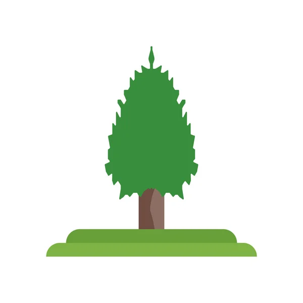 Balsam Fir tree pictogram vector teken en symbool geïsoleerd op witte ba — Stockvector