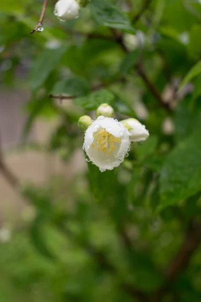 Flor Blanca Amarilla Creciendo Lluvia — Stock fotografie