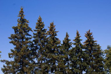 Mavi gökyüzüne karşı koniler ile köknar ağaçları.
