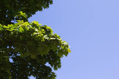 Mavi gökyüzüne karşı Akçaağaç yaprakları