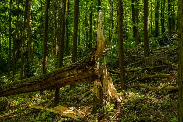 Durch Sturm Umgestürzter Baum Wald Velbert Deutschland — Stockfoto