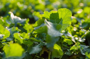 Şalgam bir alanında, seçici odak yaprakları üzerinden yakın çekim