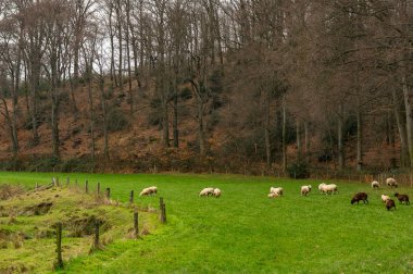 Oefter orman, Essen, Almanya bir çayır üzerinde otlatma koyun