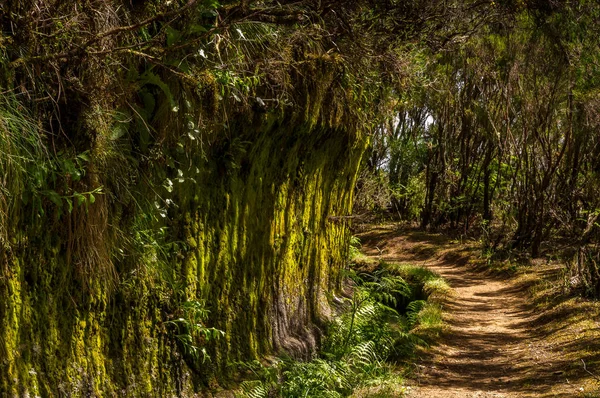 Levada Pfad Unter Bäumen Madeira Portugal — Stockfoto