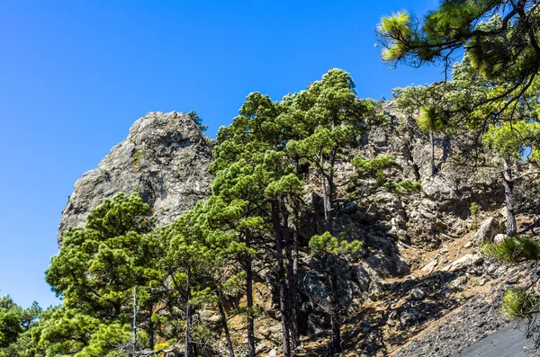 Felsmassiv Hinter Kiefern Süden Von Palma Kanarische Inseln Spanien — Stockfoto