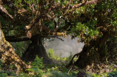 Sisli orman ve güneş ışığı, Fanal, Madeira, Portekiz