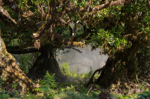 Sisli orman ve güneş ışığı, Fanal, Madeira, Portekiz