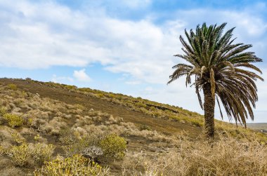 Yalnız Palm Lanzarote, Kanarya Adaları, İspanya