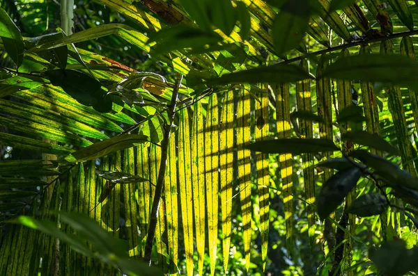 Pálma Levél Napfény Által Megvilágított Rain Forest Guadeloupe Caribbean — Stock Fotó