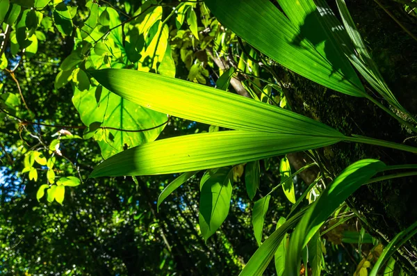 Fiatal Levelek Egy Kókuszdiót Háttérben Fény Trópusi Esőerdőkben Guadeloupe Caribbean — Stock Fotó