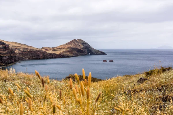 Blick Über Die Halbinsel Sao Lourenco Mit Pflanzen Vordergrund Madeira — Stockfoto