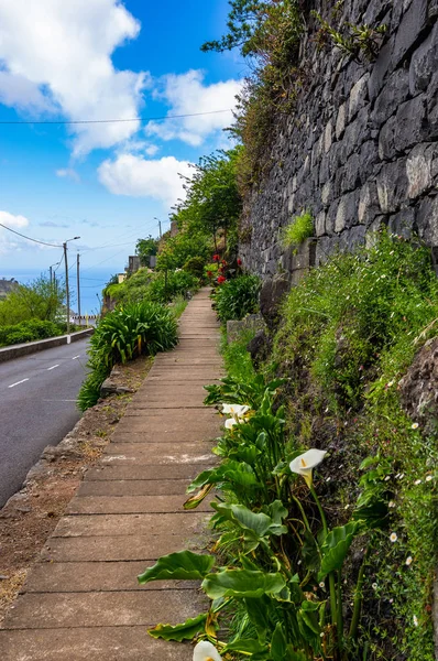 Kapalı Levada Kır Çiçekleri Madeira Portekiz — Stok fotoğraf