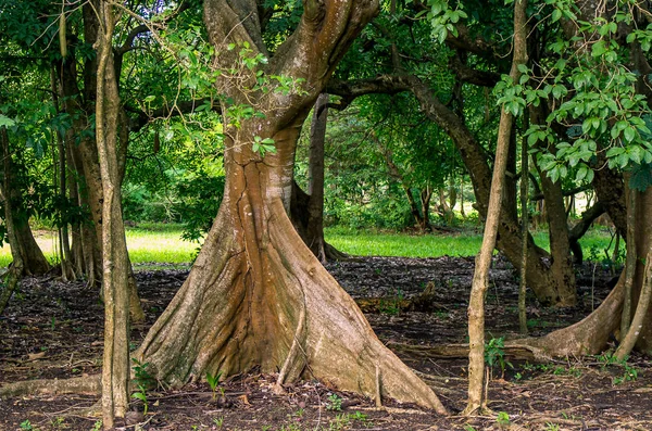 Wurzelbaum Acomat Boucan Sloanea Caribaea Guadeloupe Karibik Französische Antillen lizenzfreie Stockbilder