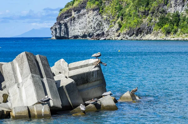 Bağlantı Noktası Deshaies Okyanus Cliff Arka Plan Guadeloupe Karayipler Fransız — Stok fotoğraf