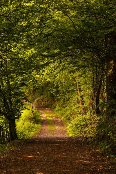 Ağaçlar ve bir takas, Neviges, Velbert, Almanya görünüme tarafından çerçeveli orman yolu