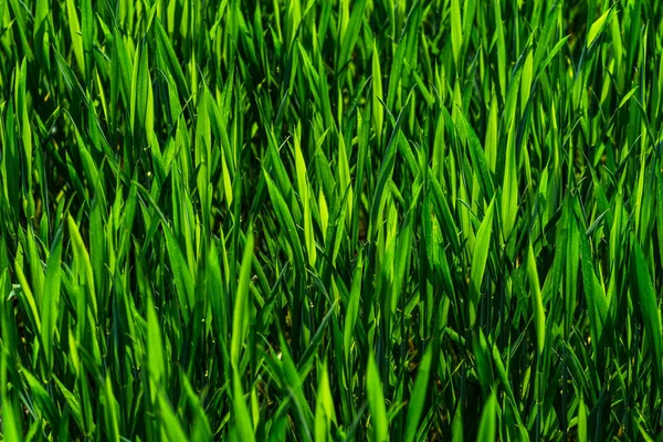 Frische Grüne Junge Gerstenpflanzen — Stockfoto