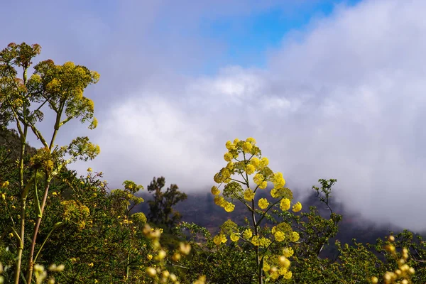Dev rezene, Ferula communis, bulutlu bir gökyüzü karşı Gran Canaria, Kanarya Adaları, İspanya