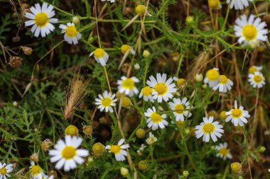 Yabani papatya, farklı keskinlik