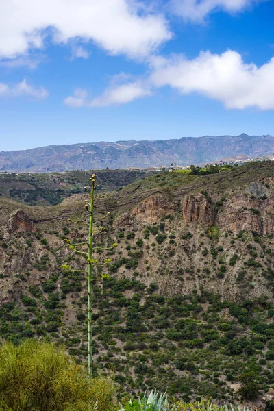Virágzás Század Növény Pálmaliliom Yucca Szélén Bandama Kráter Gran Canaria — Stock Fotó