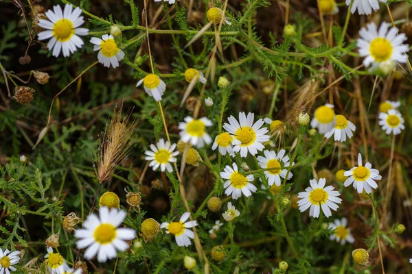 Yabani papatya, farklı keskinlik