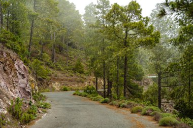 Yolda Tamadaba, Gran Canaria sisli orman