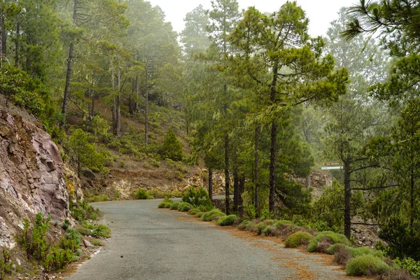 Yolda Tamadaba, Gran Canaria sisli orman