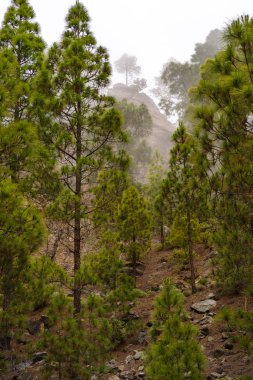 Orman, Tamadaba, Gran Canaria, Kanarya Adaları siste