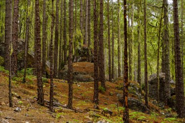 Kayalar içinde orman, Tamadaba, Gran Canaria, Kanarya Adaları