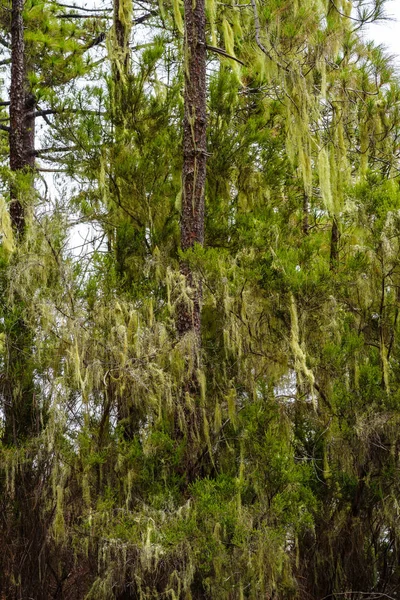 Flechten Hängen Bäumen Tamadaba Wald Auf Gran Canaria — Stockfoto