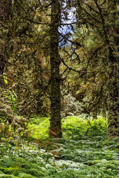 Einsamer Baum Wald Mit Farn Auf Dem Boden Becerra Gran — Stockfoto