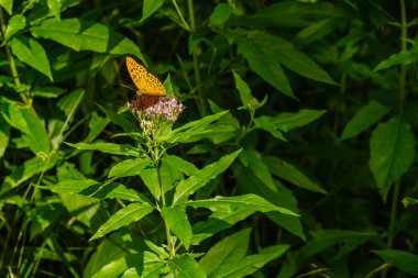 Gümüş yıkanmış fritillary, Argynnis paphia, çiçek açan bir çiçek üzerinde