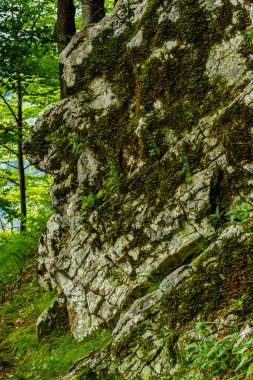 Ormanda yosun kaplı bir kaya.