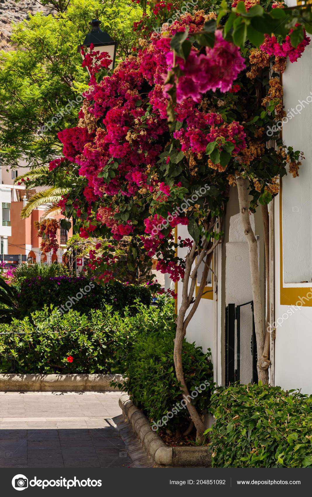 Bougainvillea Puerto Mogan Gran Canaria Stock Photo - 