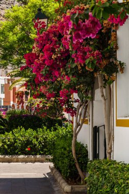 Puerto de Mogan 'daki Bougainvillea, Büyük Kanarya
