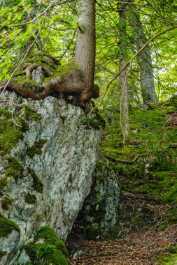 Ormanın içinde bir kaya üzerinde büyüyen ağaç