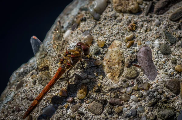 Dragonfly Moustached Darter Sympetrum Vulgatum Resting Rock Closeup Selective Focus — Stock Photo, Image