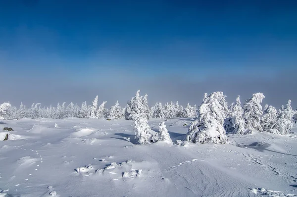 Los Árboles Doblan Bajo Carga Nieve Frente Cielo Azul Brocken —  Fotos de Stock