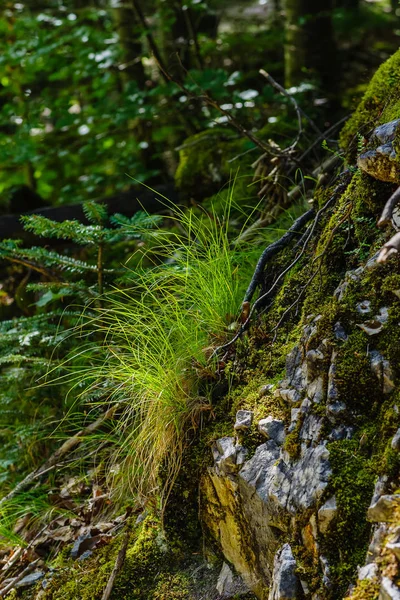 Frisches Grasbüschel Auf Einem Felsen Stockbild