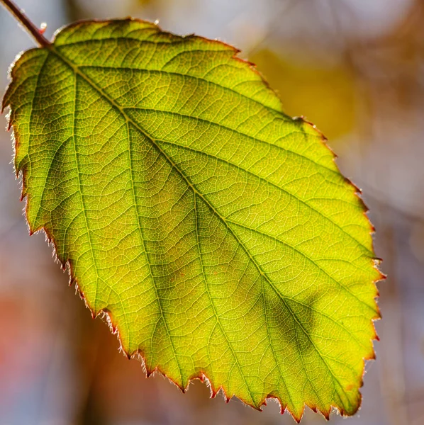 Tek yaprak yeşil, yakın çekim, arkadan aydınlatmalı