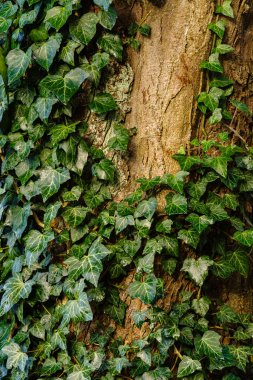 Ivy ağaç gövdesinde
