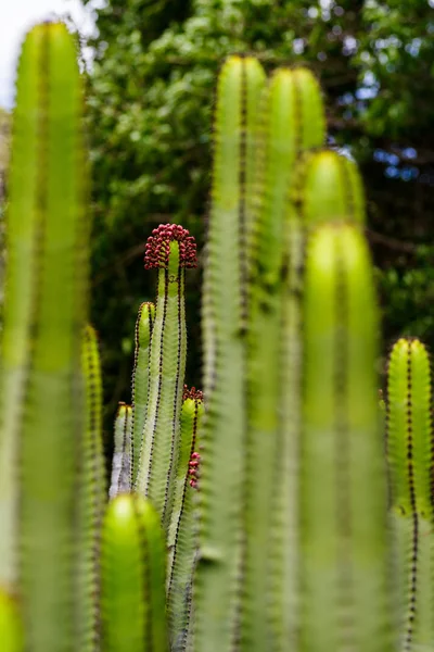 Cardon Kaktusz Cardon Gran Canaria Spanyolország — Stock Fotó