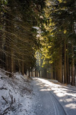 Güneş ışığı tarafından yaktı orman, kar kaplı yolda
