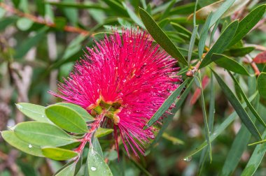 Sert Bottlebrush, yağmur duş sonra Callistemon rigidus