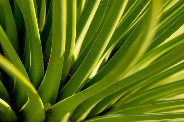 Primo Piano Una Striata Agave Focus Selettivo — Foto Stock