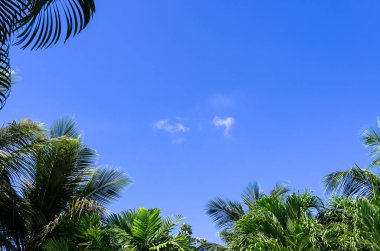 Mavi gökyüzü palmiye yaprakları, orta bulutlar tarafından çerçeveli
