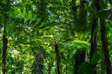 Ağaç fern yağmur ormanlarında, Guadeloupe