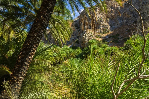 Palmen Tal Von Preveli Beton Griechenland — Stockfoto