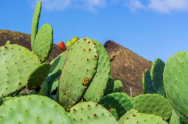 Kırmızı Hint inciri önünde bir yanardağ