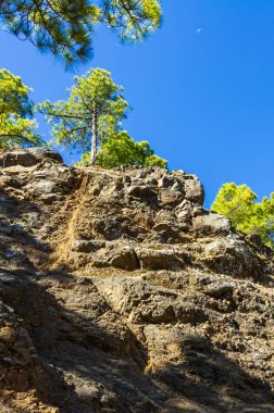 La Palma büyük buzlu moon mavi gökyüzüne, Kanarya Adaları, İspanya ile Kanarya çam ağaçları