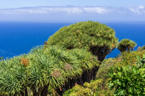 Blick Über Drachenbäume Auf Den Atlantik Palma Kanarische Inseln — Stockfoto